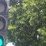 Enxame de abelhas assusta foliões que se concentravam na região Centro-Sul de BH