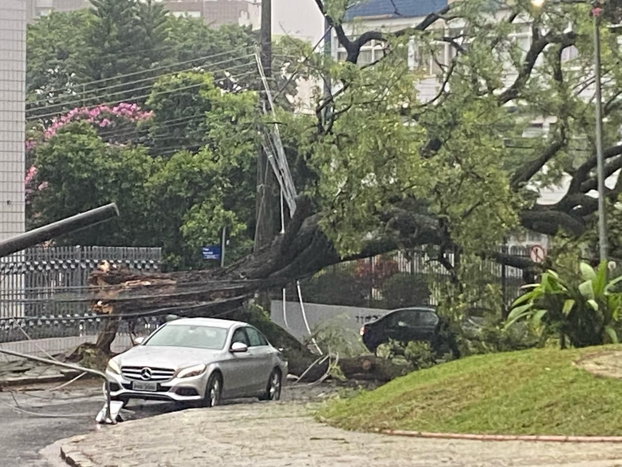 Árvore tomba e atinge três carros na região Centro-Sul de BH; confira interdições