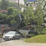 Árvore tomba e atinge três carros na região Centro-Sul de BH; confira interdições
