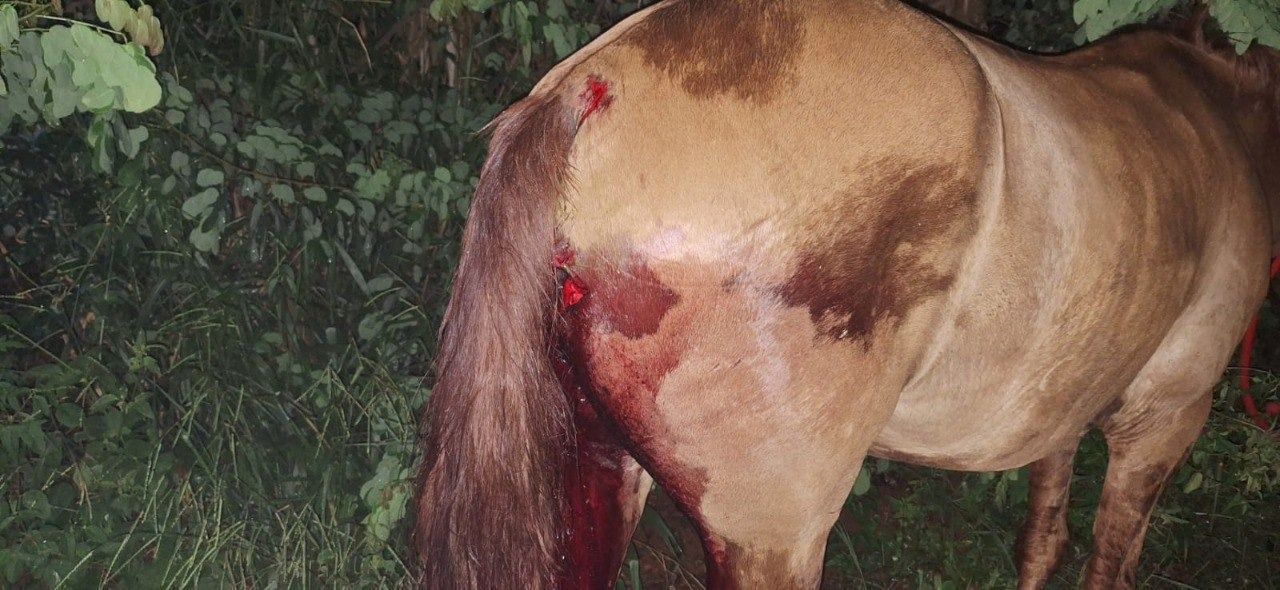 Motorista atropela cavalo na estrada e deixa cavaleiro ferido em Formiga, MG