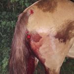 Motorista atropela cavalo na estrada e deixa cavaleiro ferido em Formiga, MG