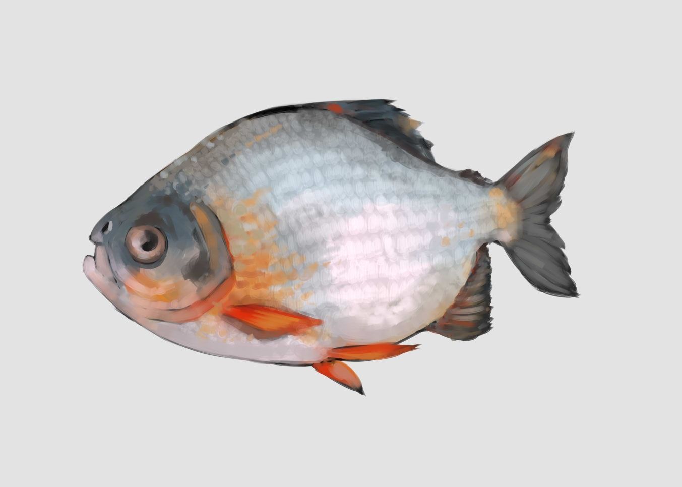 Peixe nativo da Amazônia é encontrado morto na Irlanda e provoca investigação