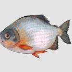 Peixe nativo da Amazônia é encontrado morto na Irlanda e provoca investigação