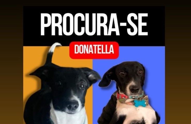 Tutoras procuram por cachorrinha perdida no bairro Cruzeiro, em BH