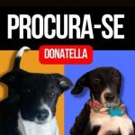Tutoras procuram por cachorrinha perdida no bairro Cruzeiro, em BH