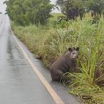 Vídeo: anta é resgatada machucada e sentada em rodovia de MG