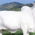 Vaca brasileira de R$ 21 milhões vai para o Guinness Book