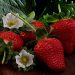 'Novo’ morango, mais doce e mais firme começa a ser plantado no país; Minas é maior produtor da fruta