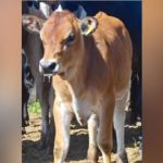 O agro e a diabetes: vaca transgênica tem insulina no leite