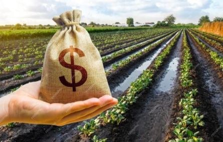 Saco de dinheiro em frente a plantação
