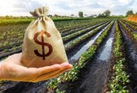 PIB do agronegócio paulista cresce 4% em 2024, aponta Cepea/Fiesp