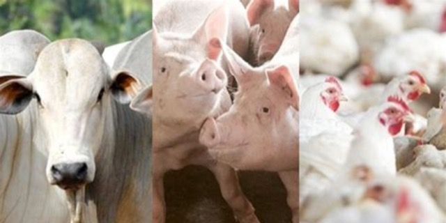 Preços das carnes têm aumento em BH e na Região Metropolitana, mostra pesquisa