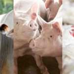 Preços das carnes têm aumento em BH e na Região Metropolitana, mostra pesquisa