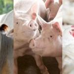 Preços das carnes têm aumento em BH e na Região Metropolitana, mostra pesquisa