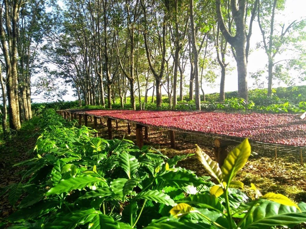 Guima Café é exemplo na adoção de práticas sustentáveis; saiba por quê
