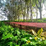 Guima Café é exemplo na adoção de práticas sustentáveis; saiba por quê