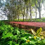 Guima Café é exemplo na adoção de práticas sustentáveis; saiba por quê