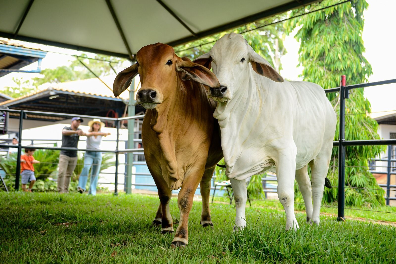 Raça Brahman terá jurado internacional na 89ª ExpoZebu