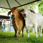Raça Brahman terá jurado internacional na 89ª ExpoZebu
