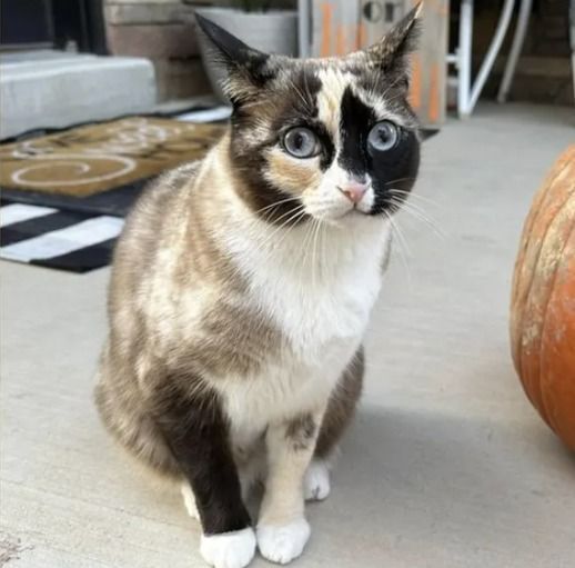 Gata desaparece e é encontrada 1,6 mil km longe de casa após entrar em caixa da Amazon; entenda