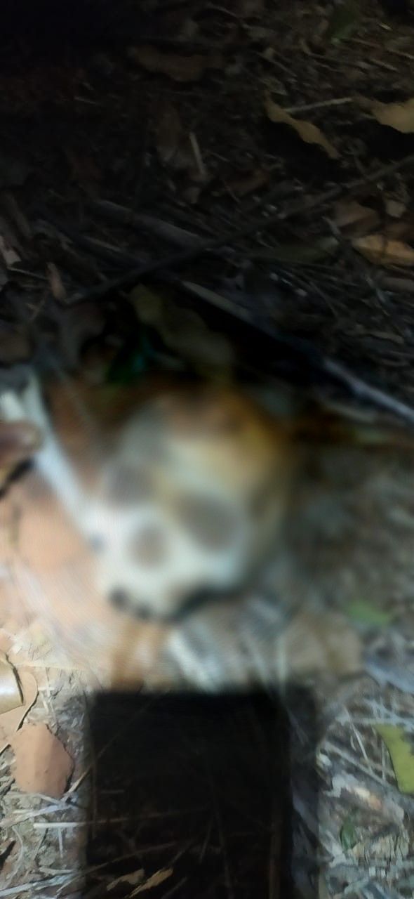 Ossada humana é encontrada em plantação de eucaliptos no Norte de Minas
