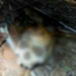 Ossada humana é encontrada em plantação de eucaliptos no Norte de Minas