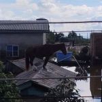 Veja vídeo do resgate do cavalo 'Caramelo', ilhado em telhado em Canoas (RS)