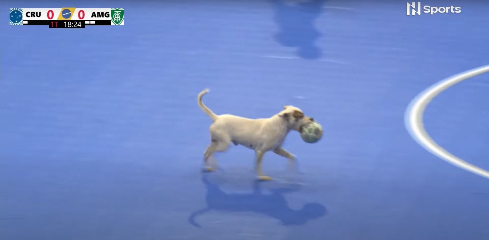 Cachorro invade quadra durante clássico entre Cruzeiro e América no futsal