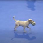 Cachorro invade quadra durante clássico entre Cruzeiro e América no futsal
