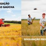Produtores não querem arroz importado, e MST perde boa parte da safra