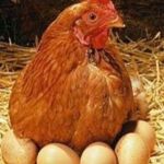 Ovo bem caro para o consumidor é a meta da ONG Mercy for Animals
