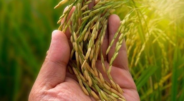 Importação do arroz pelo governo virou 'kinder ovo'! Cada dia uma surpresa!