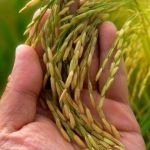 Importação do arroz pelo governo virou 'kinder ovo'! Cada dia uma surpresa!