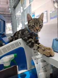Gato em lotérica