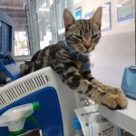 Gato resgatado da rua vira supervisor em lotérica e faz sucesso entre os clientes: ‘Funcionário dedicado’