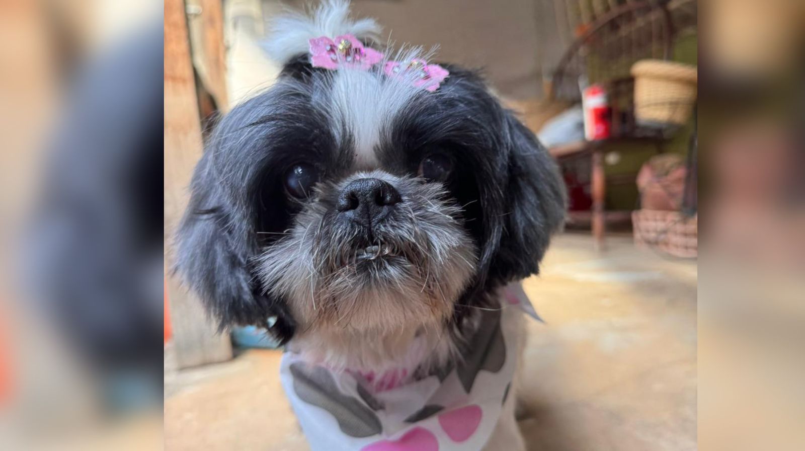 Família busca informações de cachorrinha idosa desaparecida na Pampulha, em BH