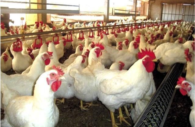 Brasil briga pelo arroz. Europa quer encarecer o frango mundial.