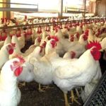 Brasil briga pelo arroz. Europa quer encarecer o frango mundial.