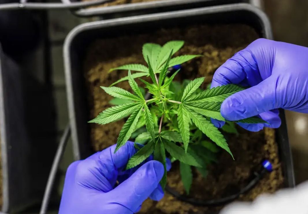 Trazida por escravizados, maconha foi de chá da rainha a medicamento antes de ser proibida no Brasil