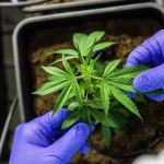STJ autoriza importação de sementes e cultivo da cannabis para fins medicinais