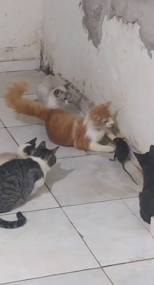 Vídeo: tutora flagra gatos brincando com rato e viraliza nas redes sociais