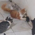 Vídeo: tutora flagra gatos brincando com rato e viraliza nas redes sociais