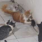 Vídeo: tutora flagra gatos brincando com rato e viraliza nas redes sociais