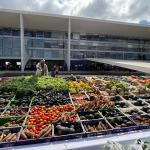 Novo Plano Safra destina R$ 525,1 bilhões ao crédito para o agronegócio