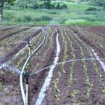 Projeto de irrigação aprovado na ALMG é apontado por deputados do agro como solução para produzir em áreas secas