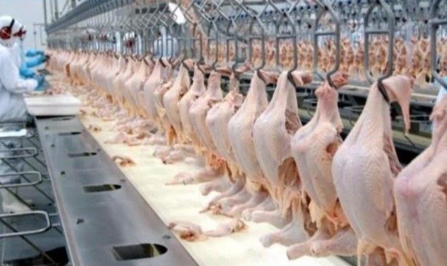 Setor é capaz de conter avanço da gripe aviária no Brasil, avalia Cepea