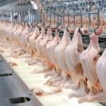 Newcastle, doença que ataca aves, vai eliminar milhares de frangos no Rio Grande do Sul