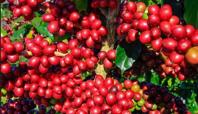 Café vai continuar em alta. Quebra de safra confirmada no cerrado mineiro