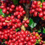 Café vai continuar em alta. Quebra de safra confirmada no cerrado mineiro