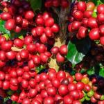 Café vai continuar em alta. Quebra de safra confirmada no cerrado mineiro